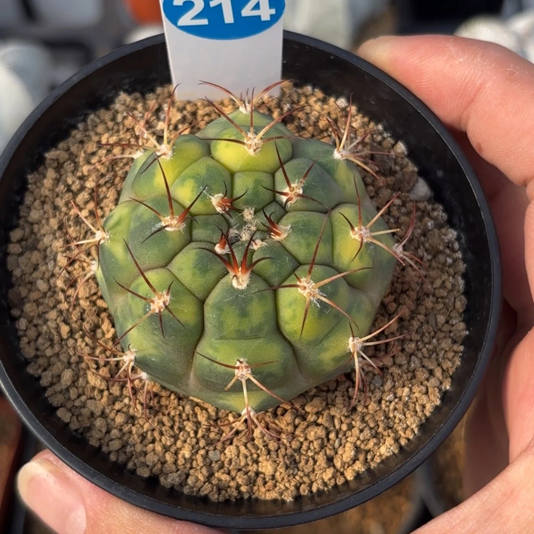 214天紫玉锦带盆带土