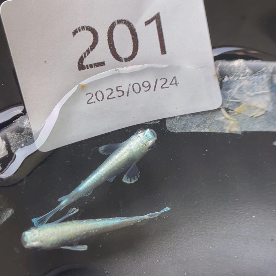 青鳉201玛利亚宽鳍一对