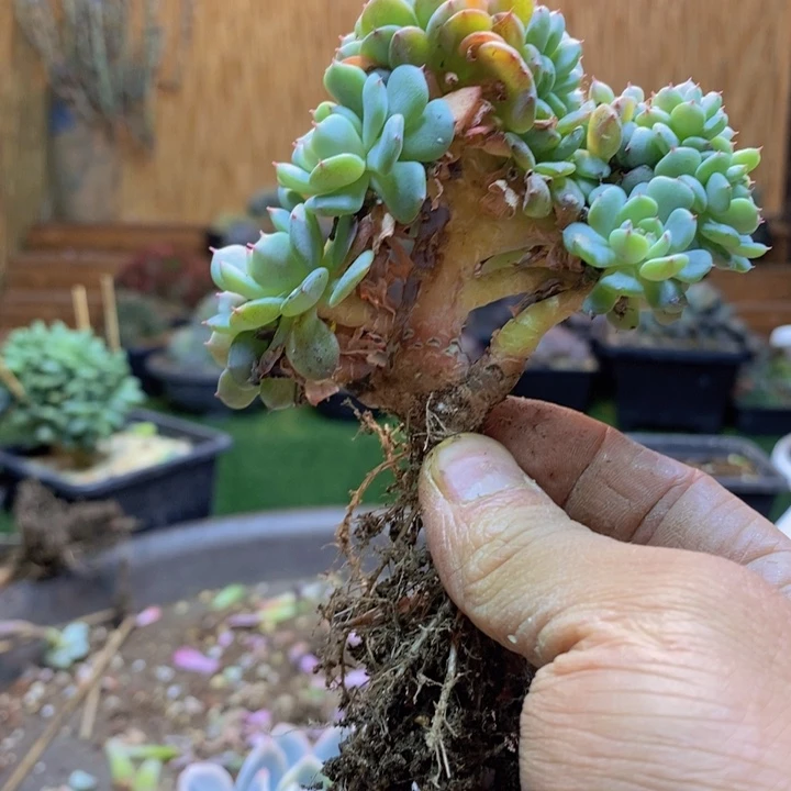 幸***心123号白胖子多肉植物