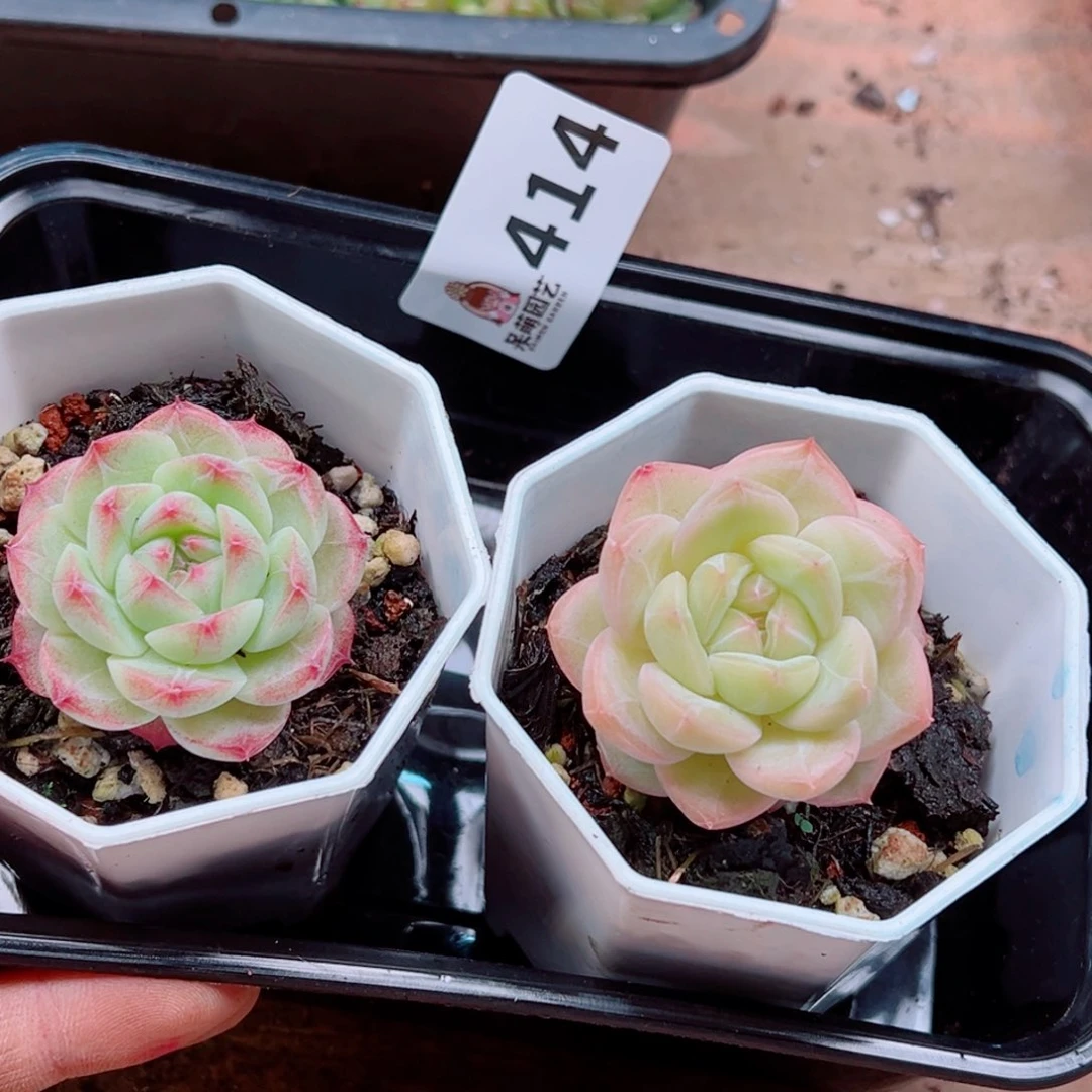 多肉植物多肉植物