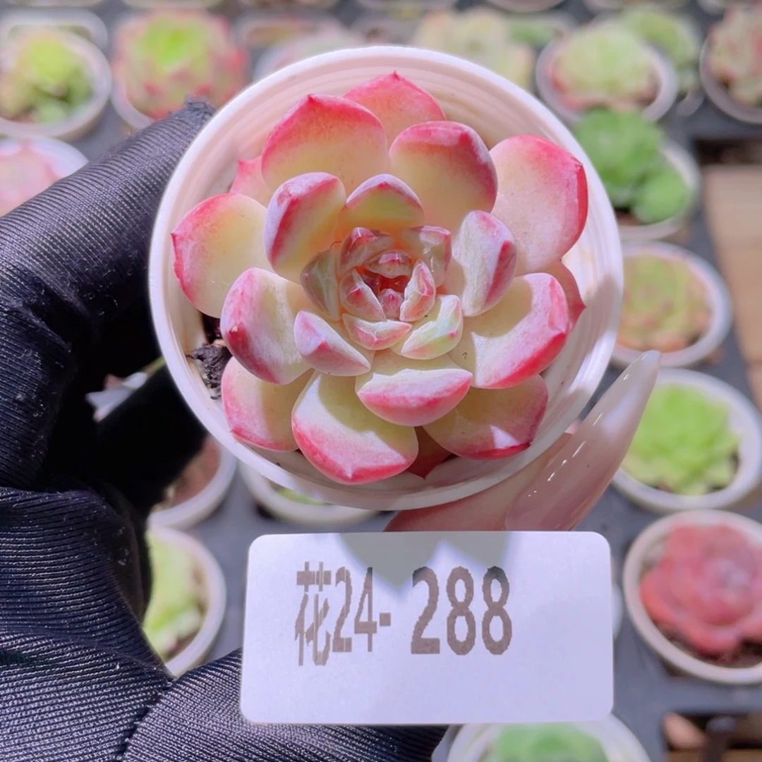 花利美24-288果汁