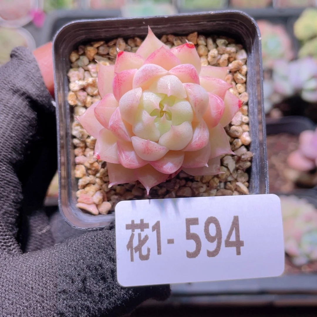 花利美1-594女王