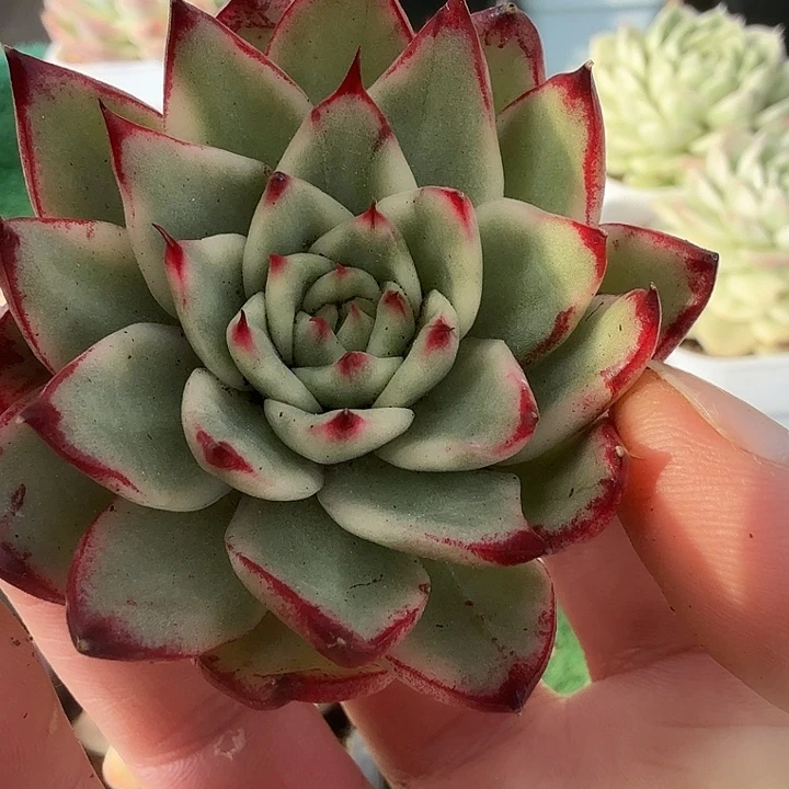 乌木锦多肉锦植物