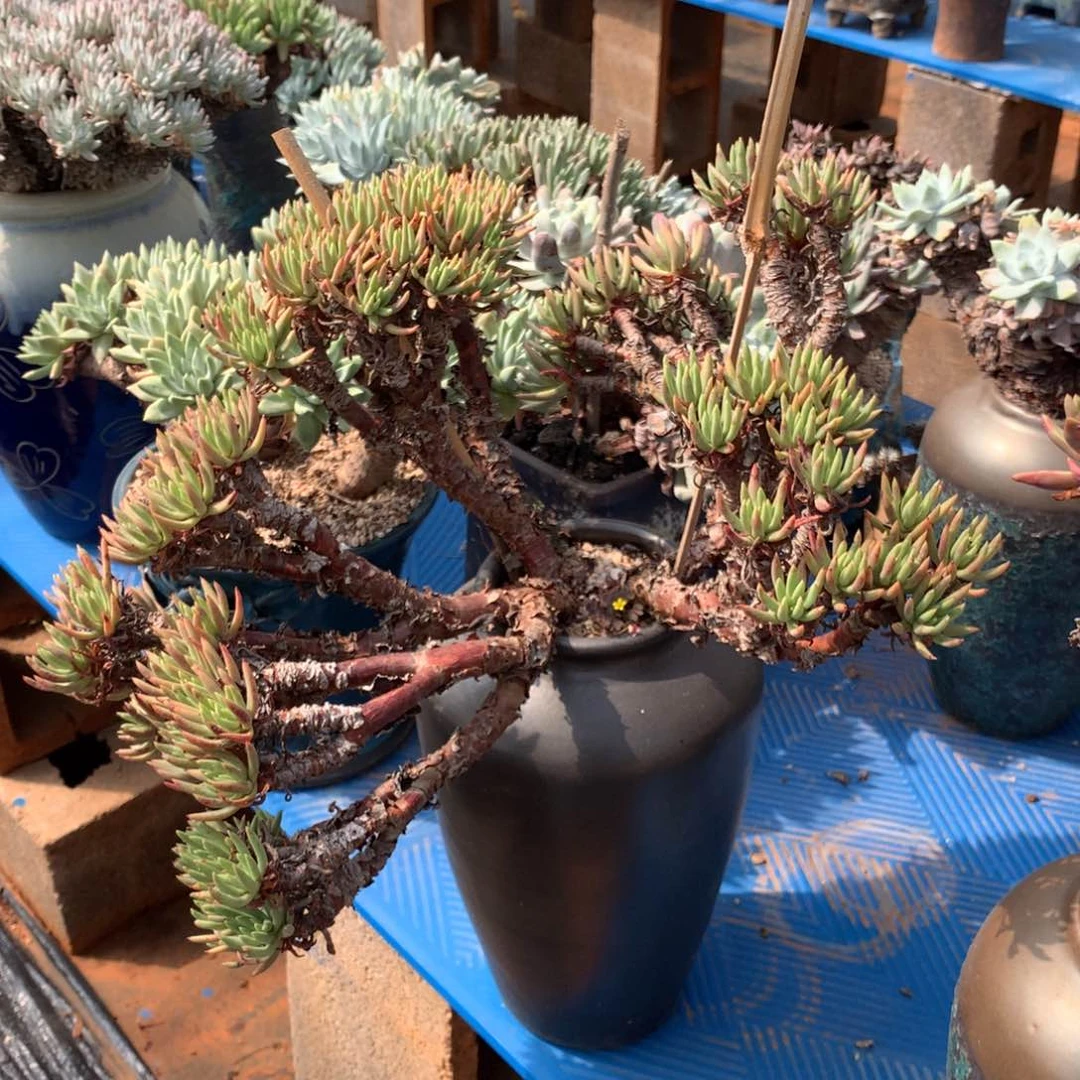 无花朵维斯幸达瑕疵出不售后