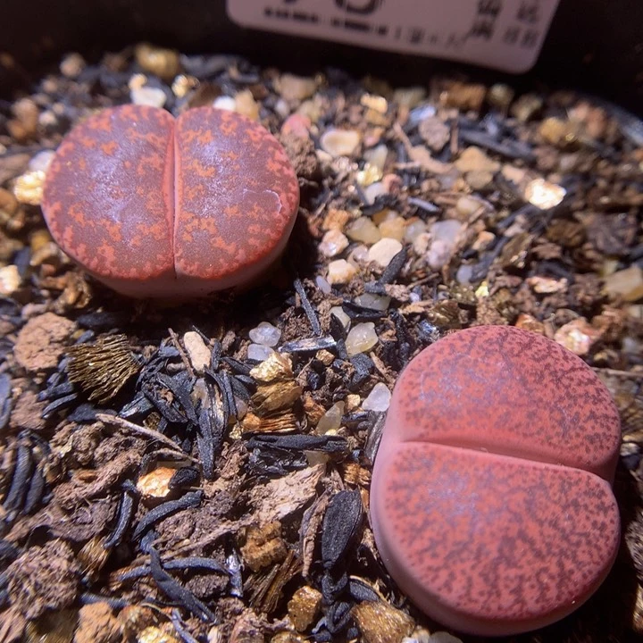 精品生石花212.96