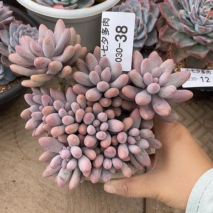 小七夕多肉粉色恋人38