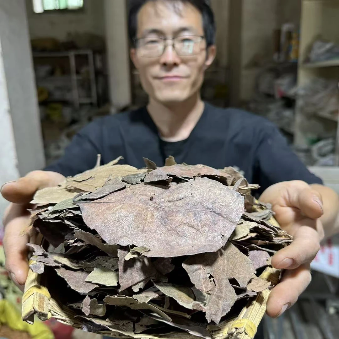 柿子叶 霜柿子叶 碎的比较多 霜打多是柿子叶