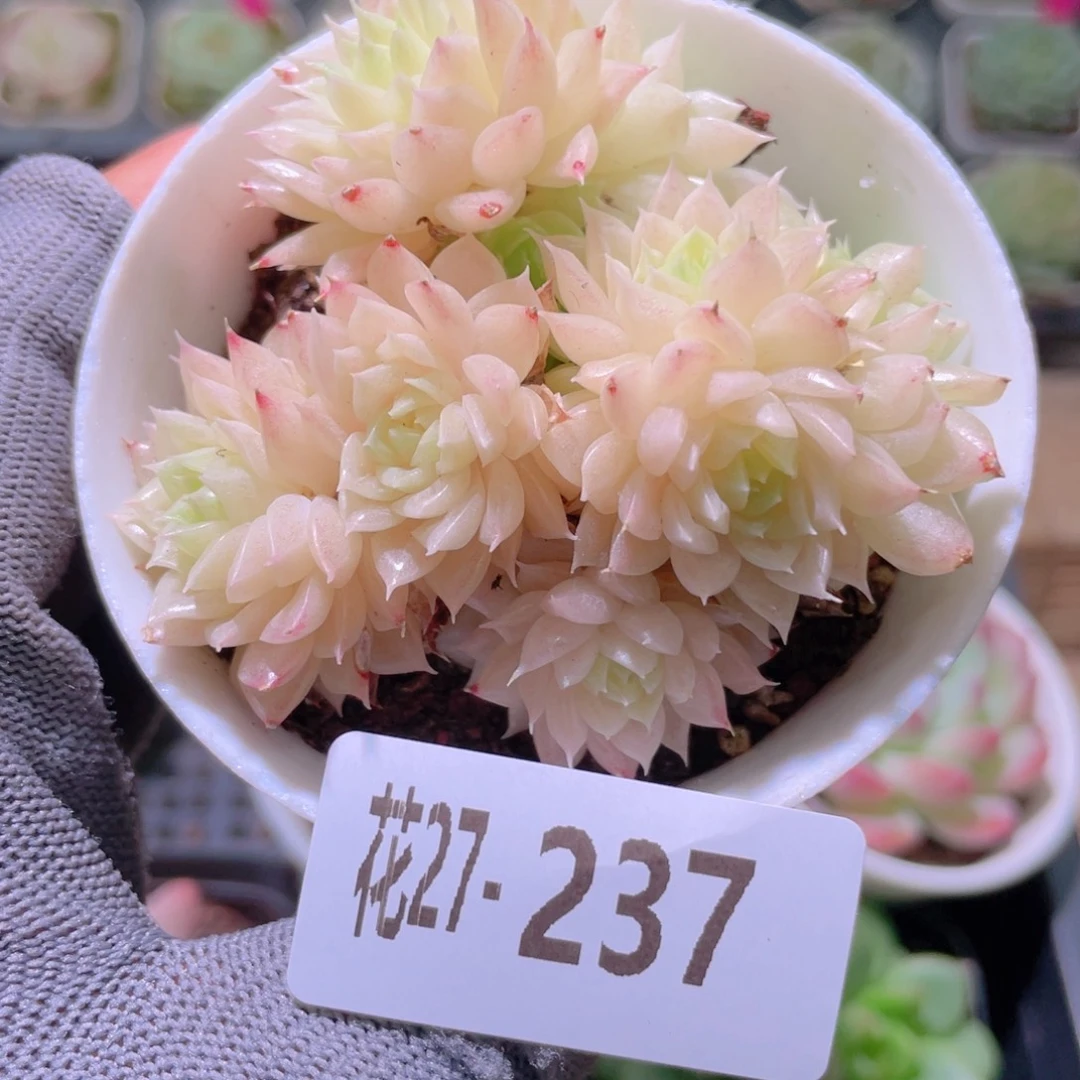 花利美27-237麦秆群