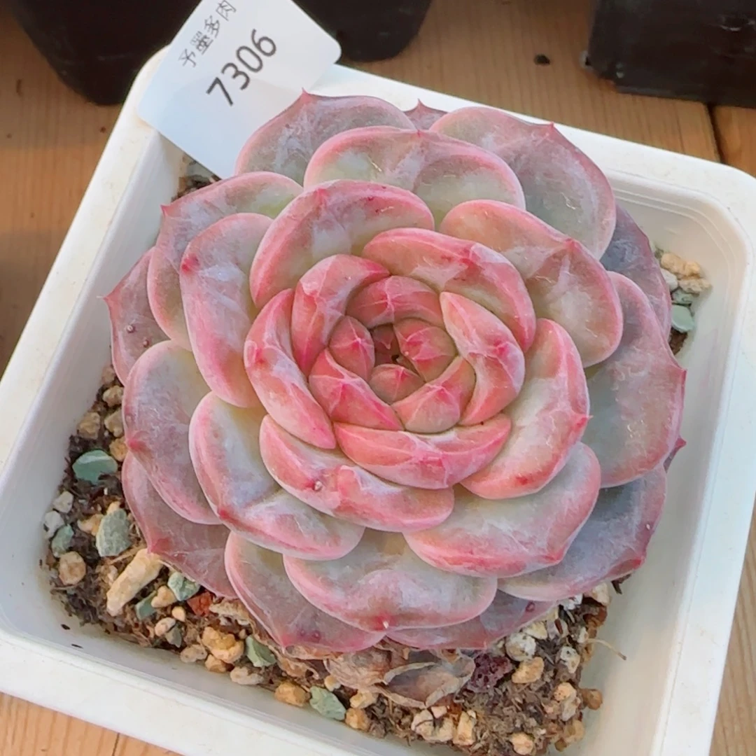 母本冰魄，7306多肉植物