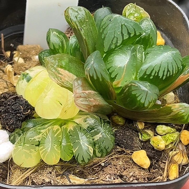 87多头老川玉露锦