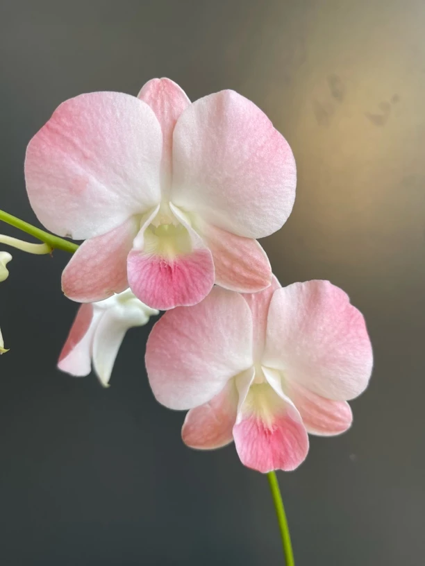 水蜜桃（无花苗）秋石斛兰花苗室内盆栽阳台好养耐阴花卉绿植