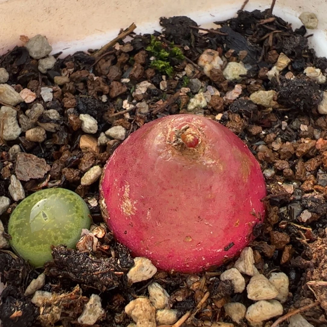 511多肉植物组合