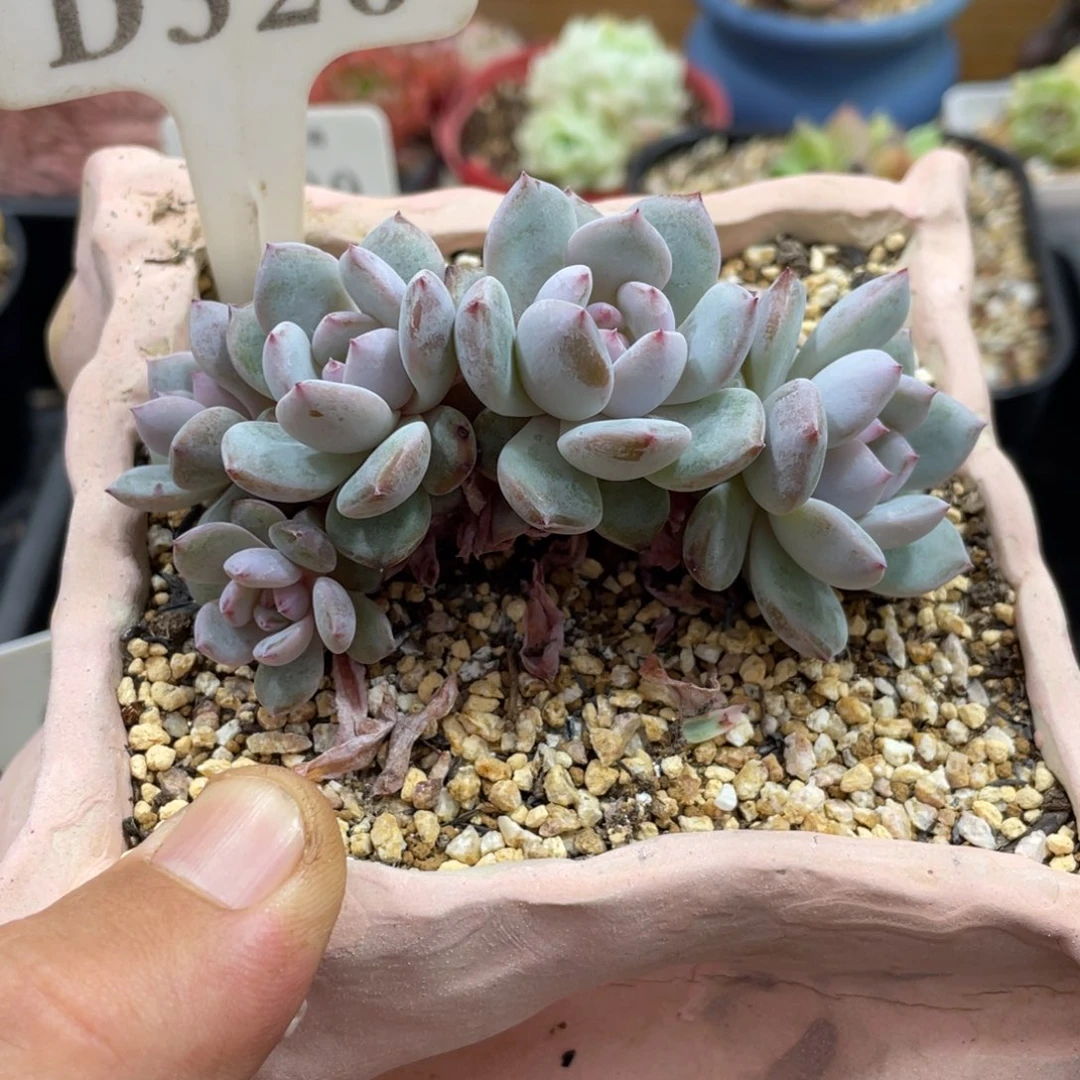 326星星橙不带盆10厘米