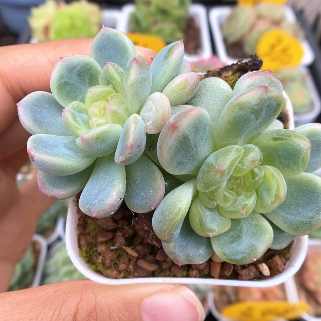 童话甜心可拍367号。