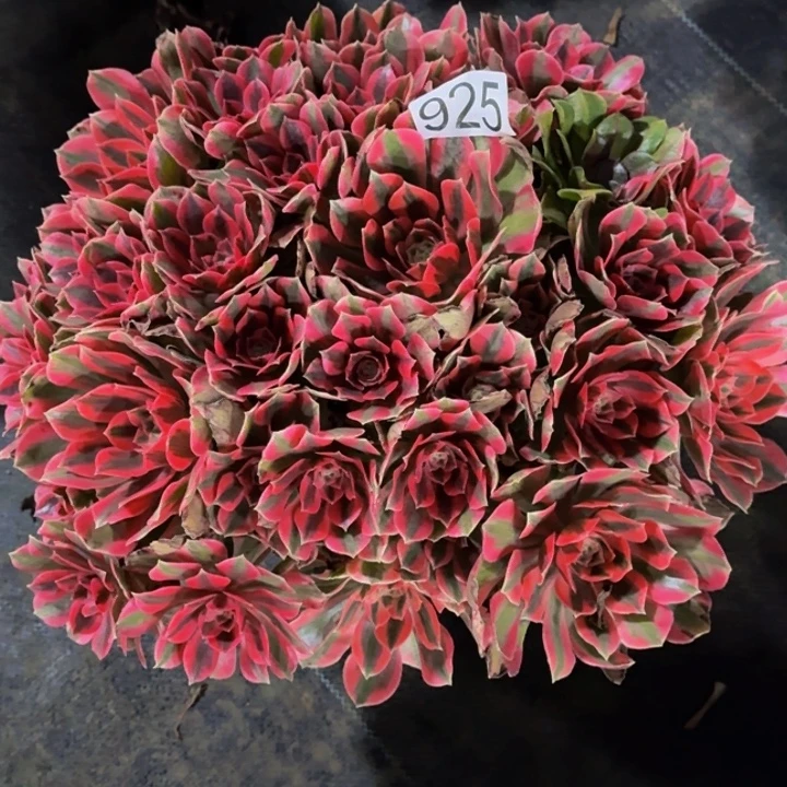 00000000000925女妖多肉植物
