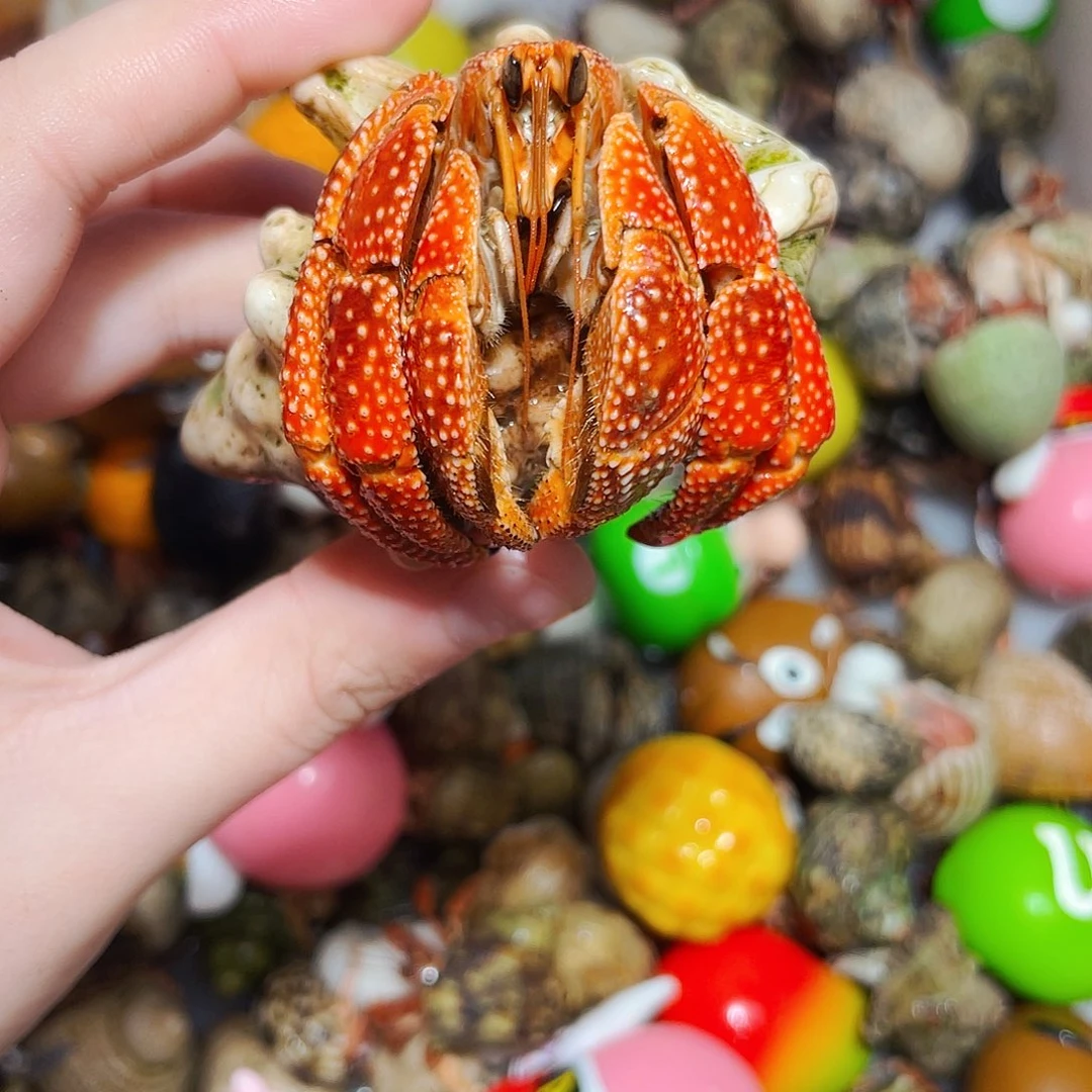 陌派甄选寄居蟹1177，3口斐济