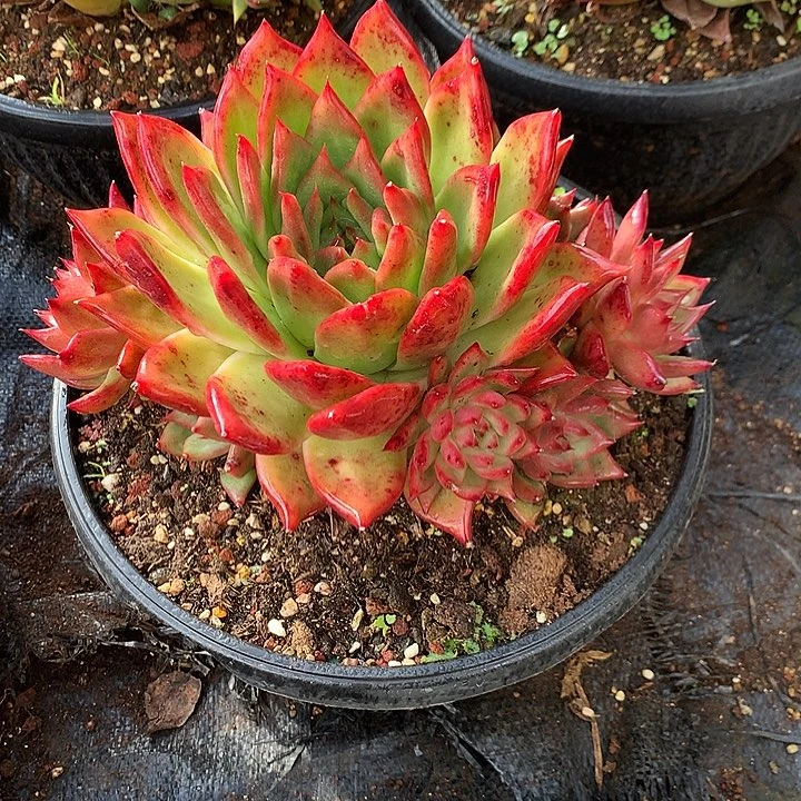 美肉特价活动开始啦