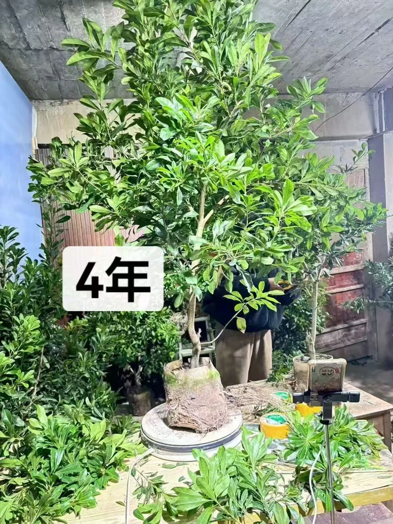 4年2—3公分嫁接好东魁绿植盆栽