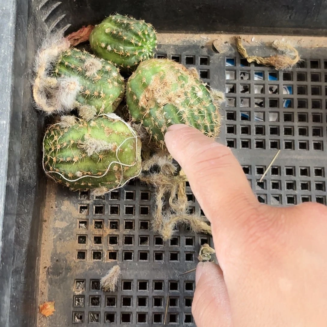 四个奶油拉丝无根侧牙瑕地上