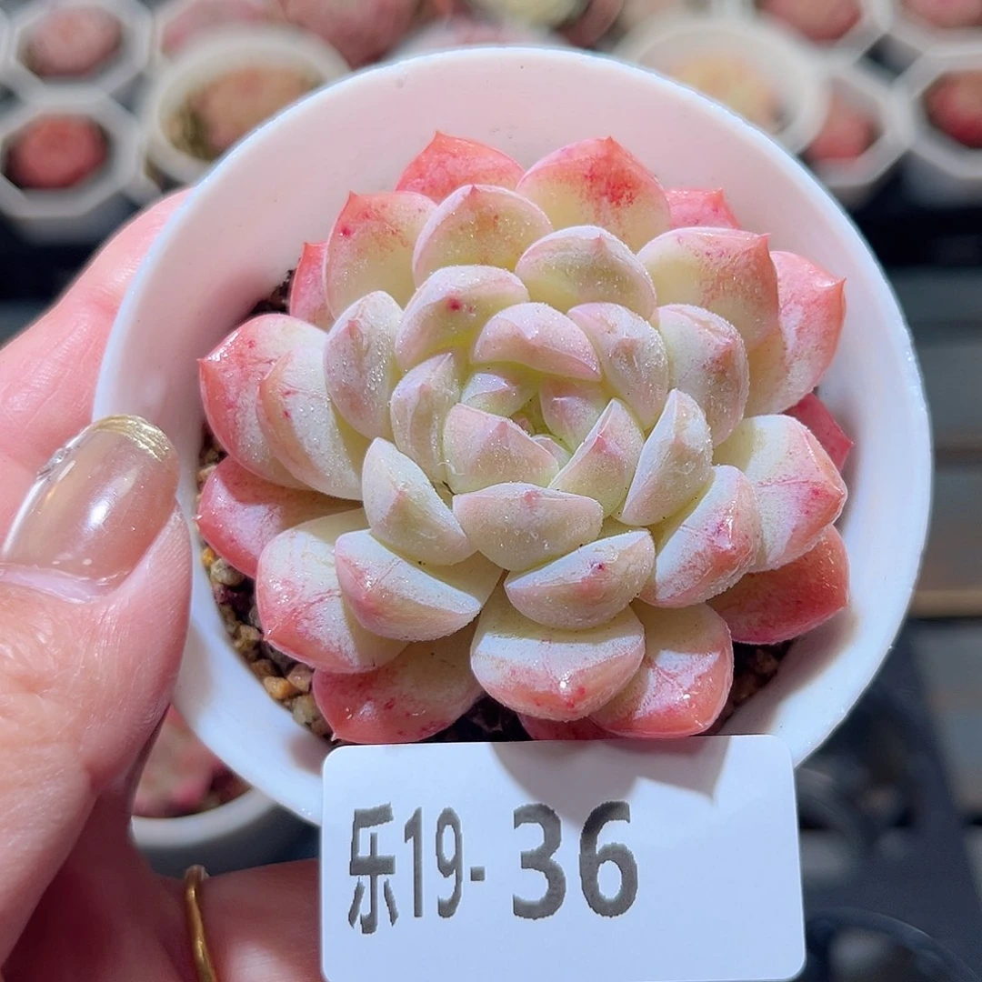 乐19-36 白桃单头