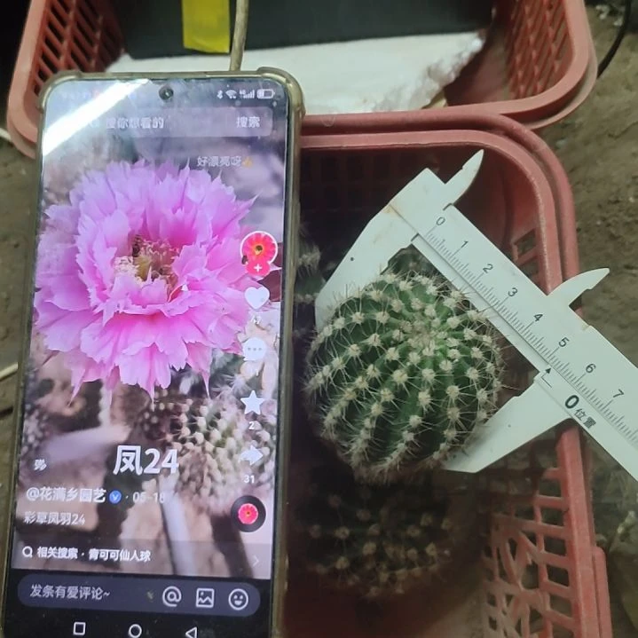 仙人球凤羽24号侧芽5公分以上