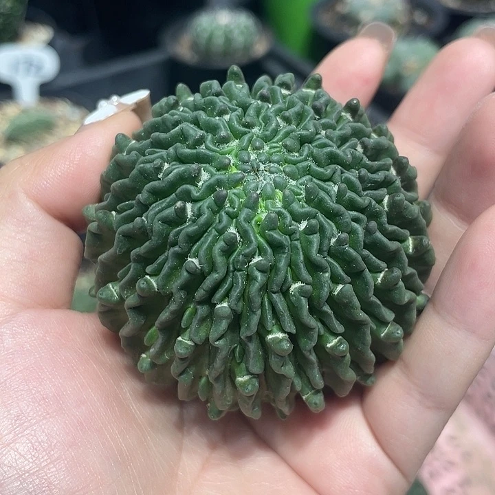 无根精子球仙人球
