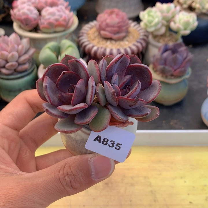 一物一拍满38包邮A835