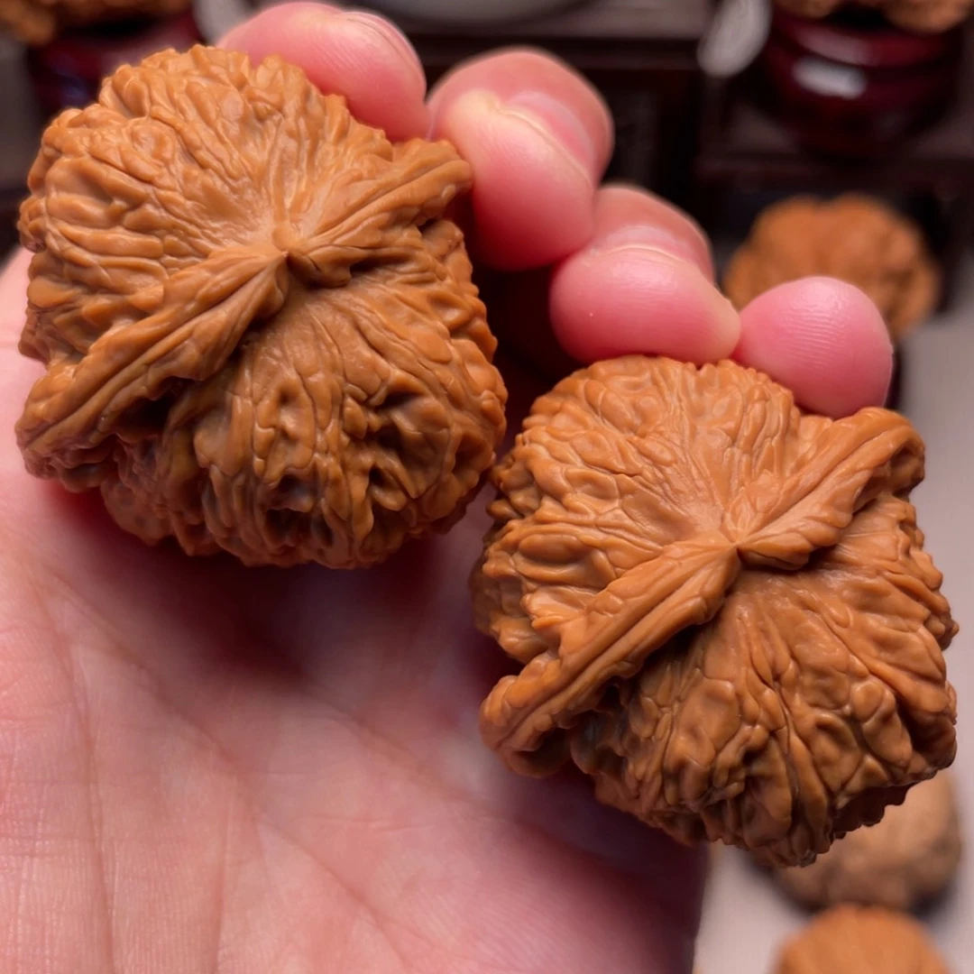 爆肉红皮粗筋白40+老树山地