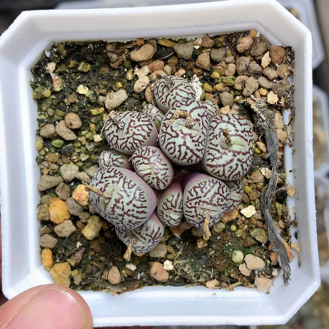 迷***子E554多肉植物保护
