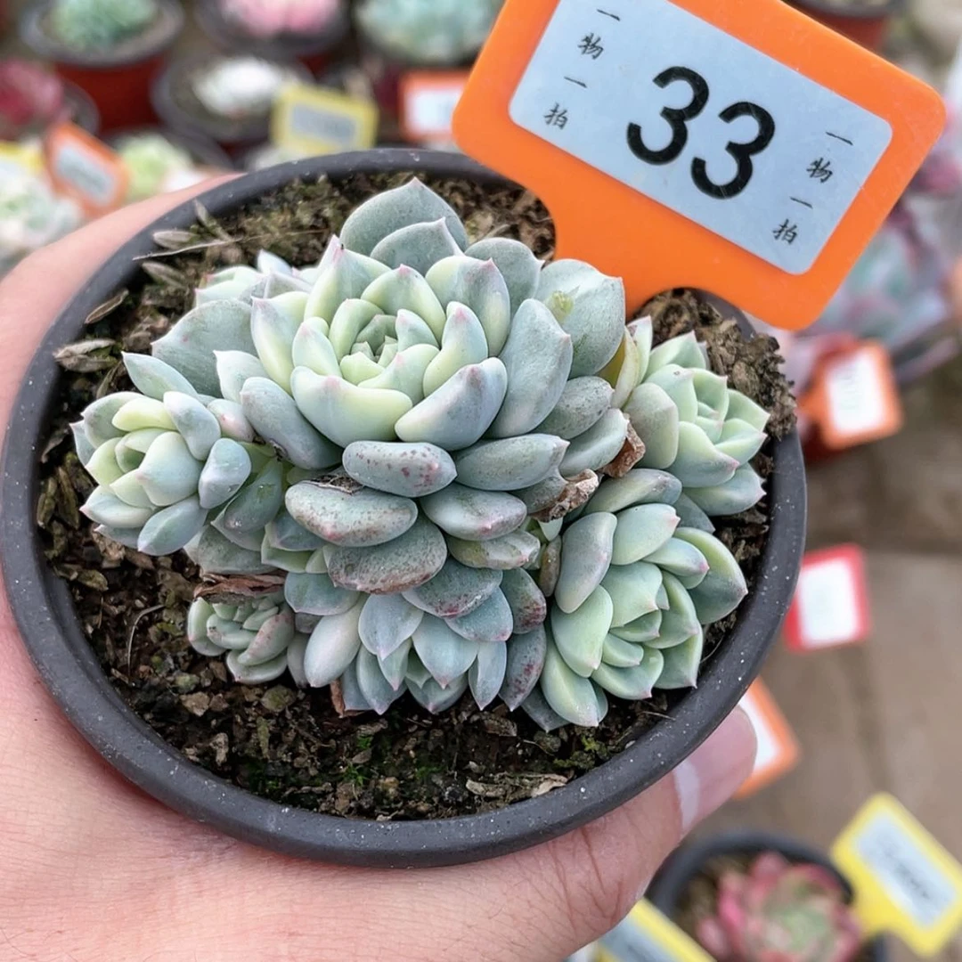 【闪购商品】33号线