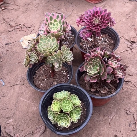 018多肉植物组合，