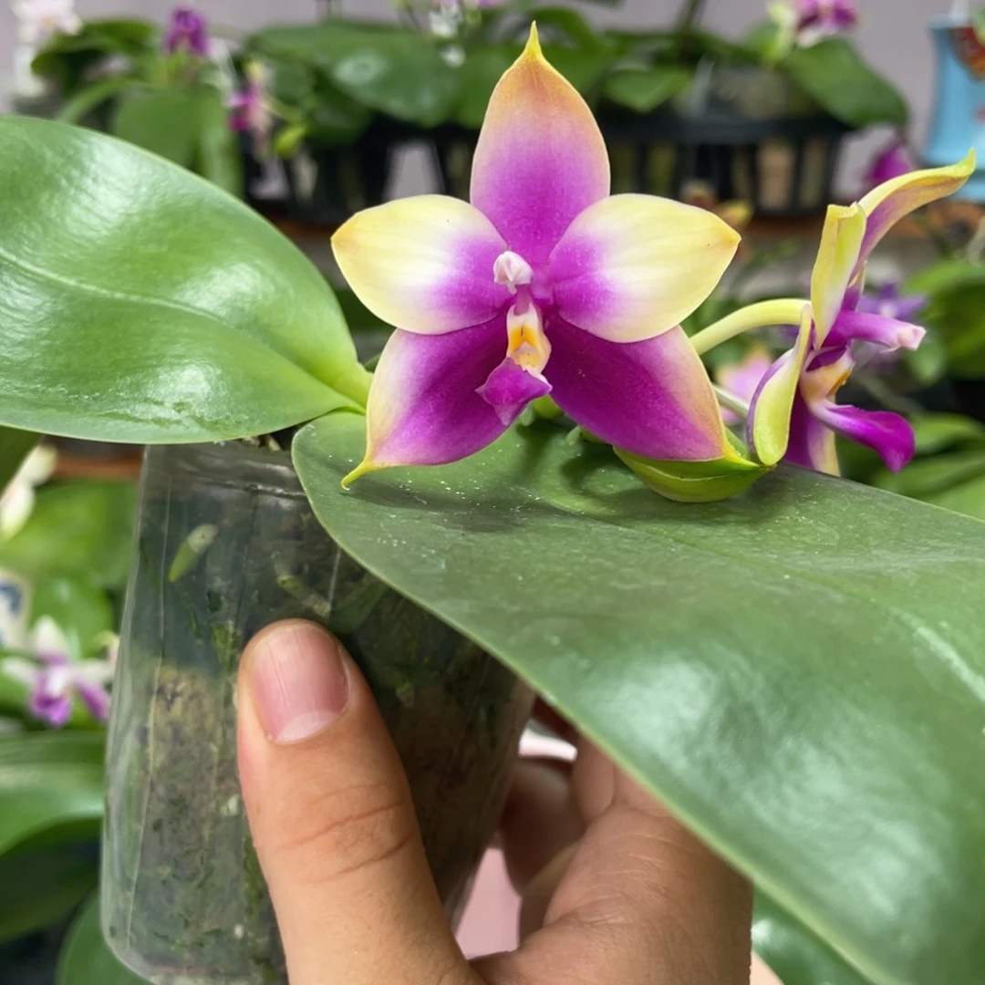 完全开放02叶瑕花期不保