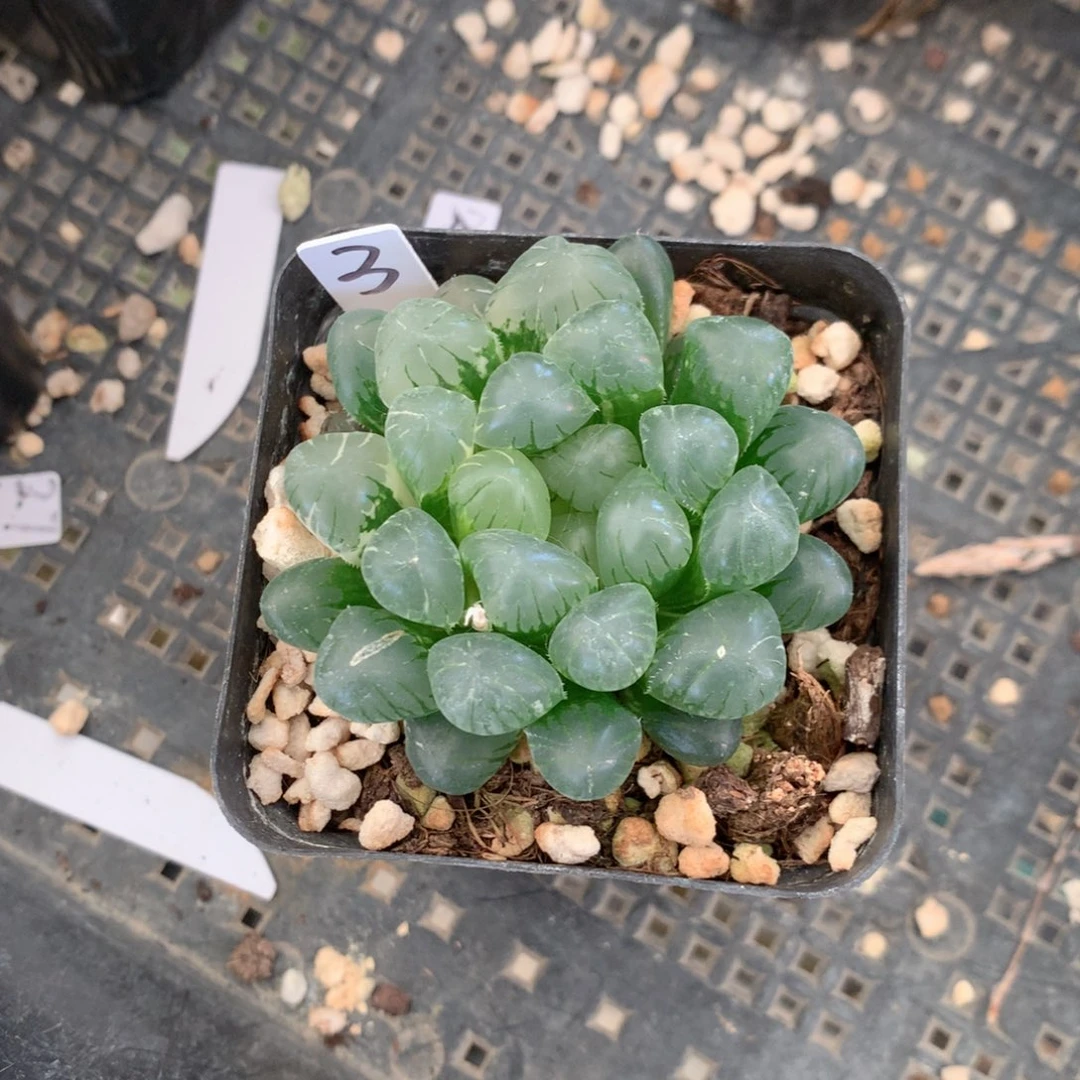 带土带盆发货包邮