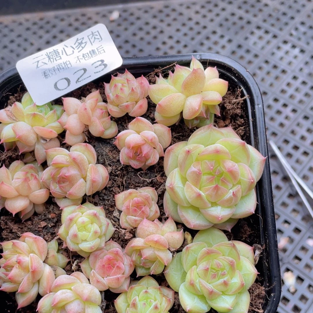 云糖心多肉植物23
