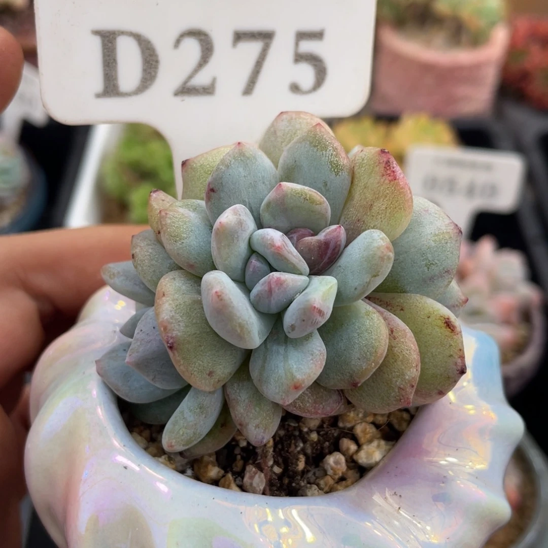 275橙子石化不带盆5厘米