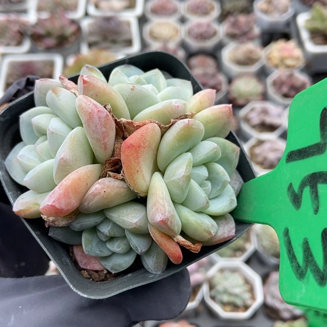 753冰玉多肉植物多肉