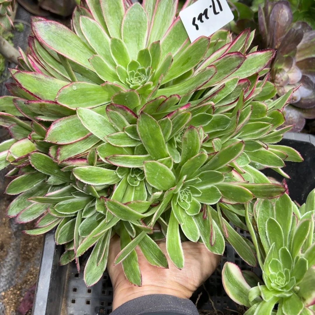 225孔雀翎38一颗多肉