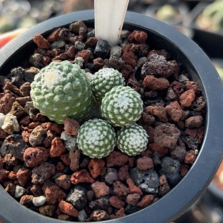 ****阳8088实生多头菊水好养