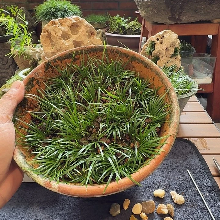 い****3小颗鸳湖金钱苗。