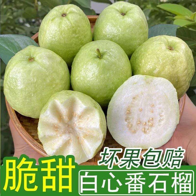 当季新鲜白心番石榴脆甜可口富含维C南方水果
