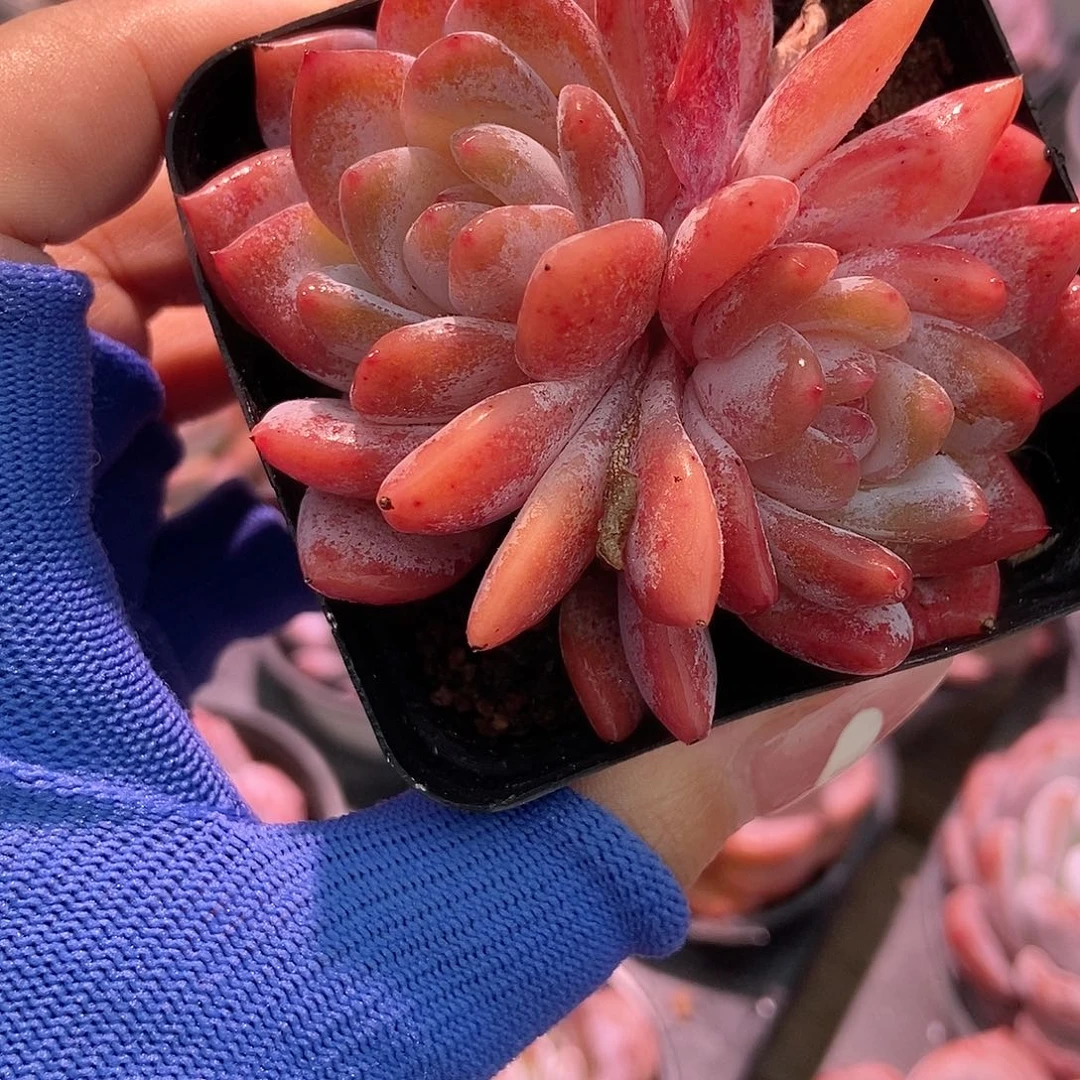 金泰家多肉，003芙蓉雪莲