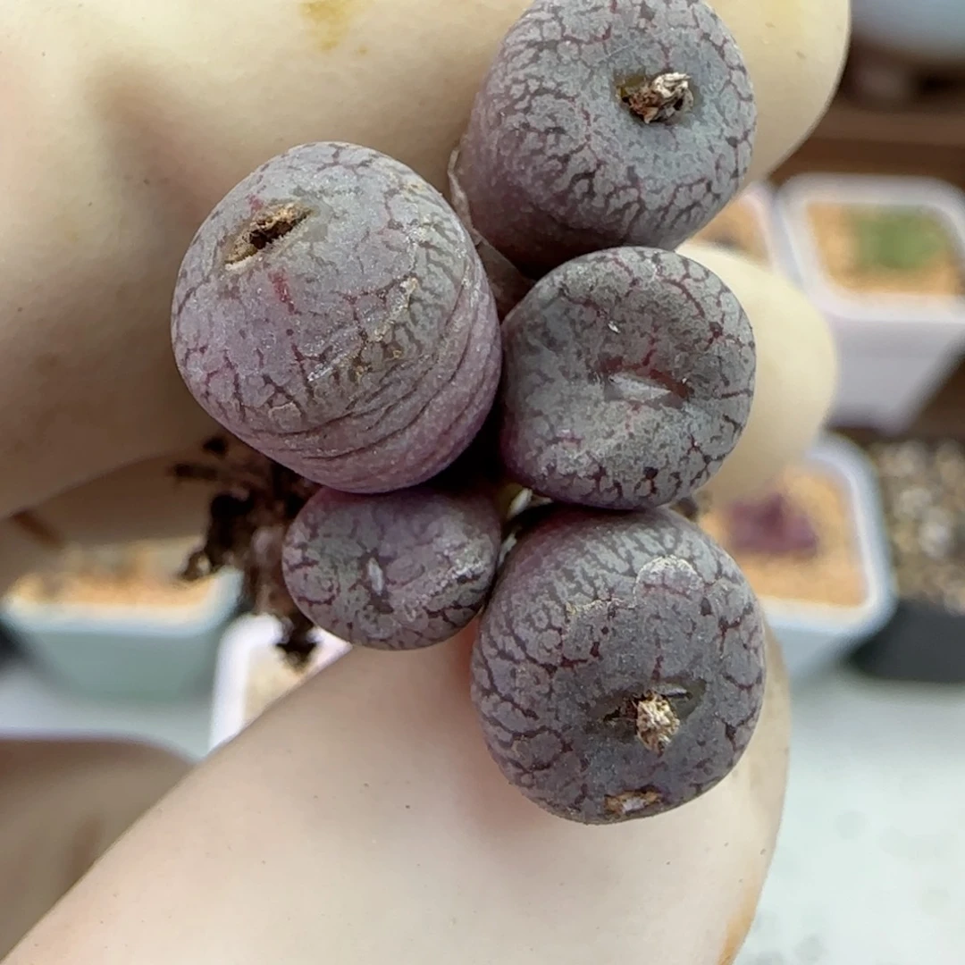 079康普提杂交福利