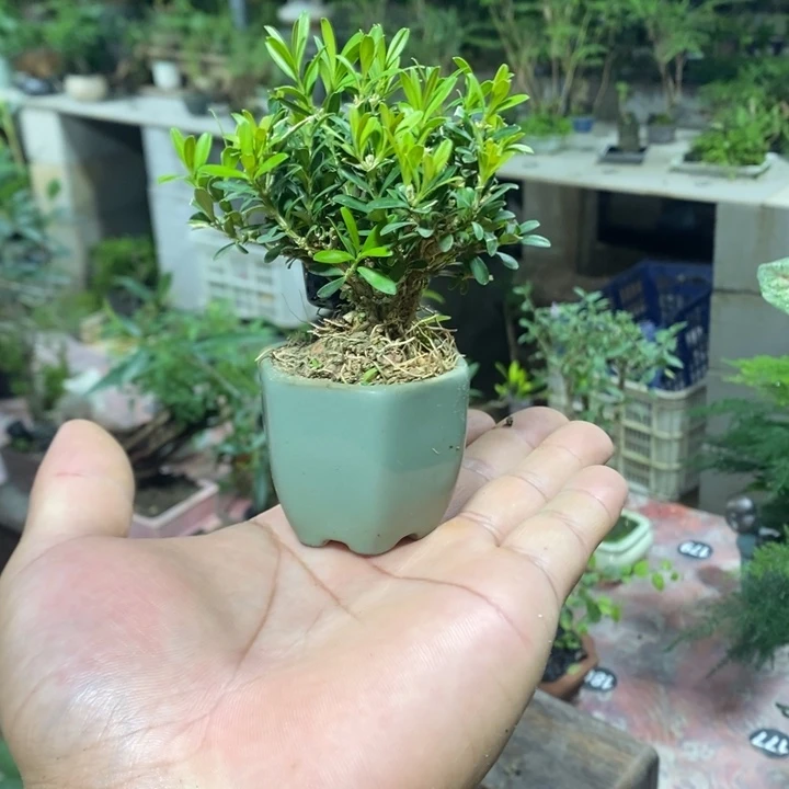 谈***生完全开放退款拉黑一物一拍340