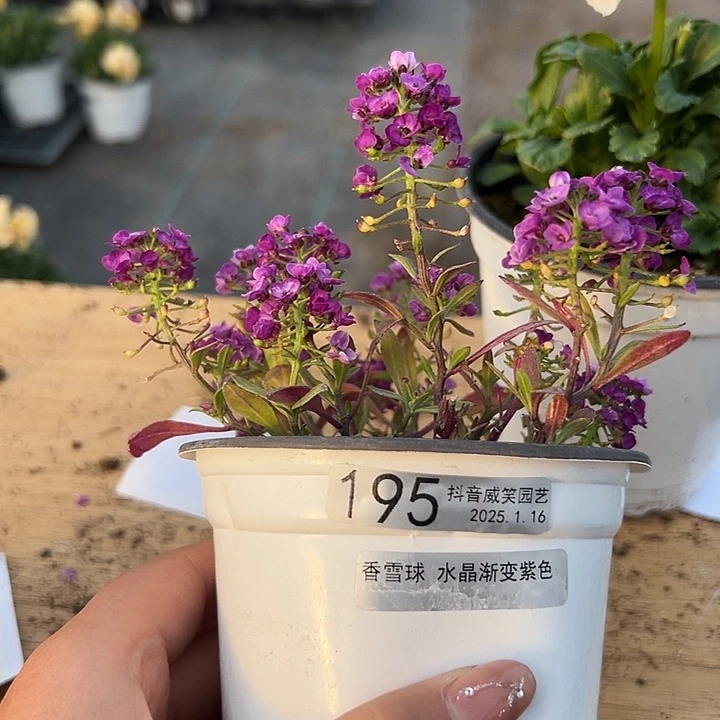 红陶@****抖音直播闪拍195