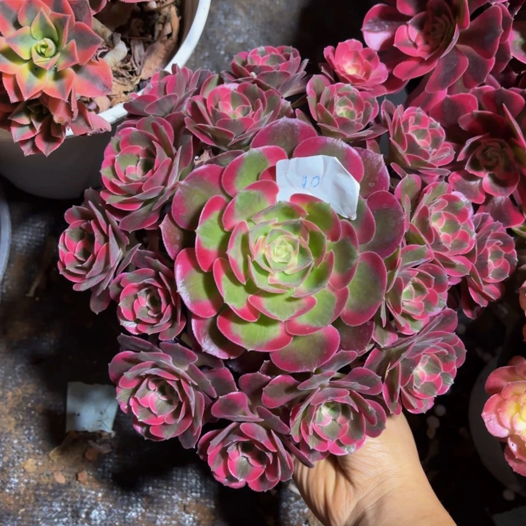 云南水蜜桃好看10号