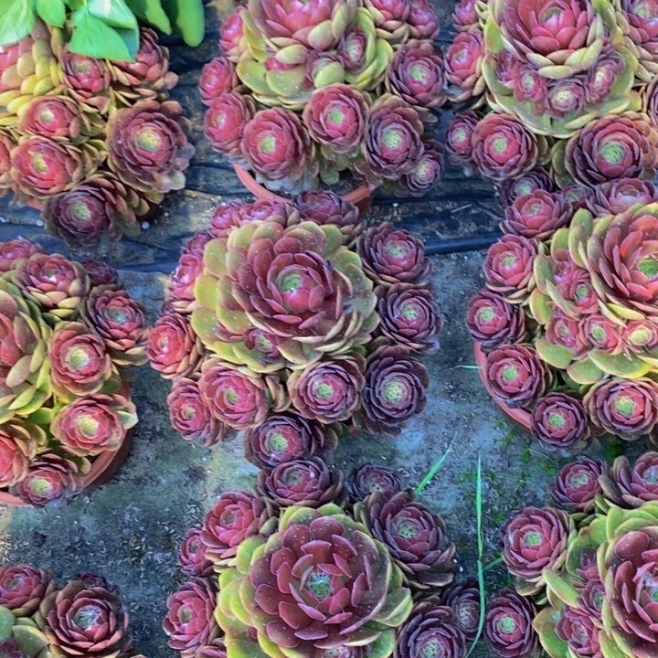 桃花石一颗多肉植物