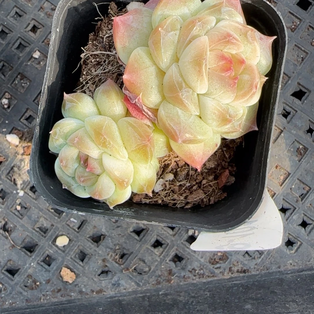 小卡拉米糖心一物一拍