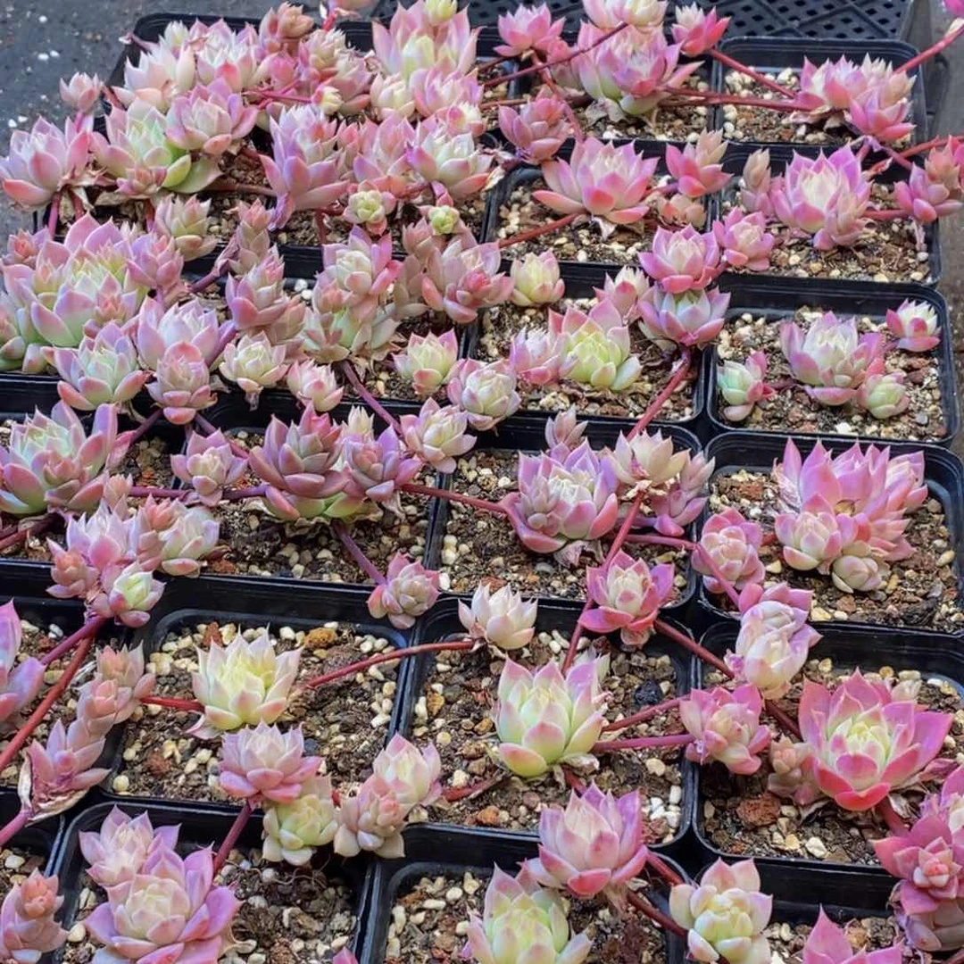 114多肉植物保护研究所所长的