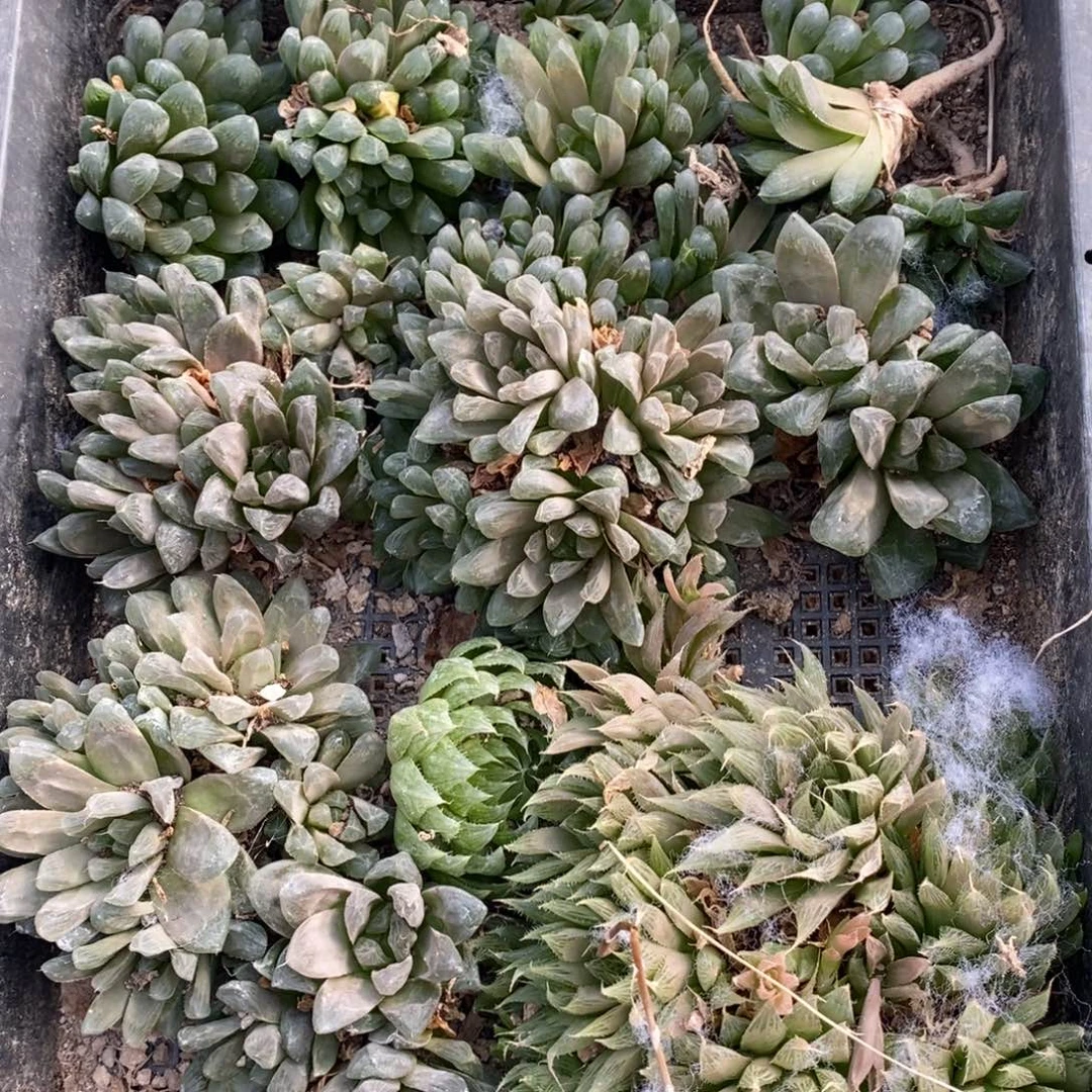 2435 一整筐全部 炸弹新粉福利