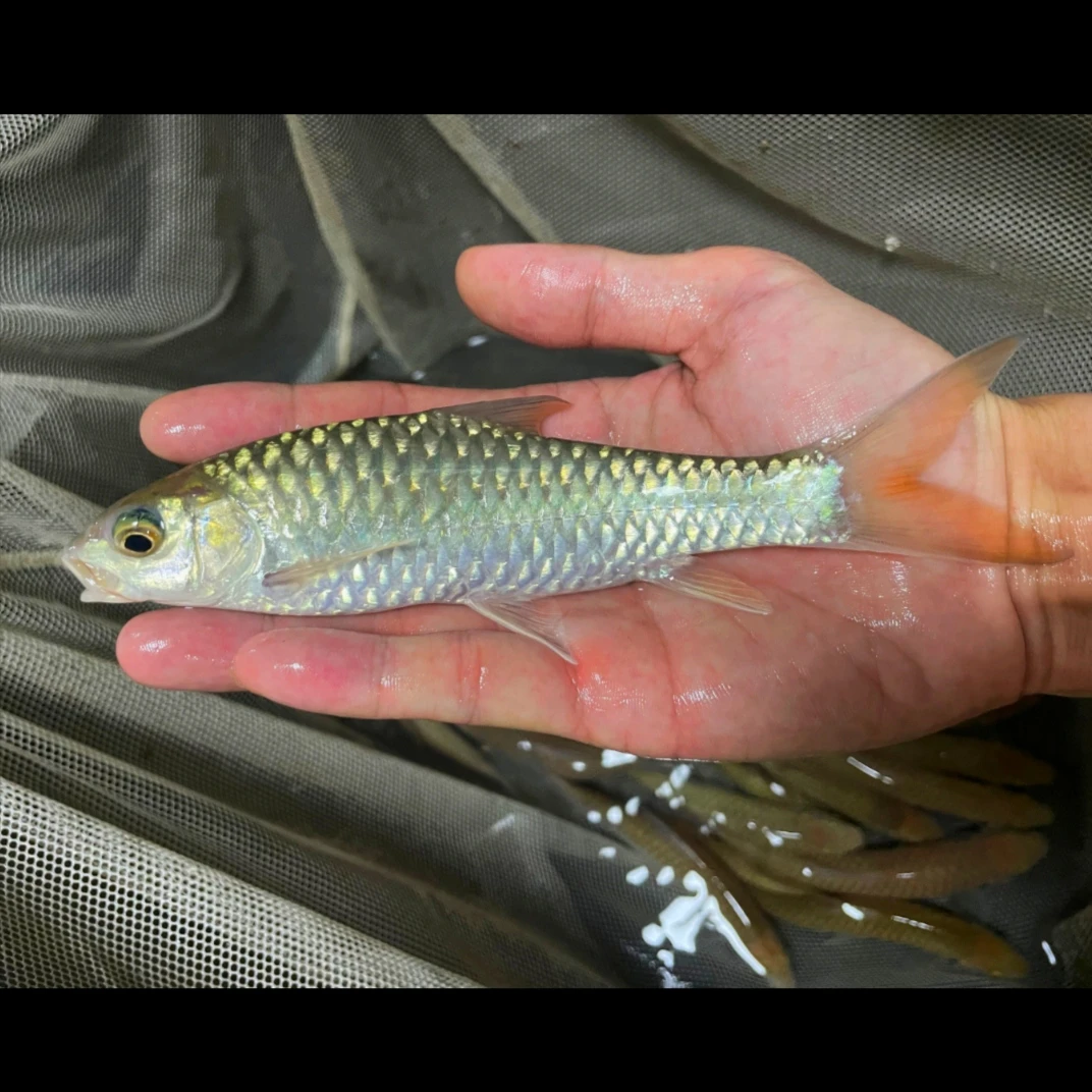 古铜金吉罗印度金吉罗